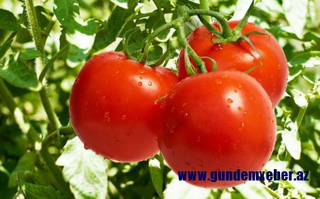 Rusiya təhlükəli viruslu tərəvəzə görə Ermənistana xəbərdarlıq etdi