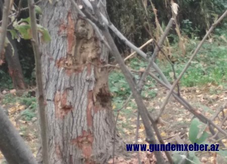 Əgər sakinlər qorxmursa Məhərrəm Quliyev nədən ehtiyat edir? -FOTO/VIDEO