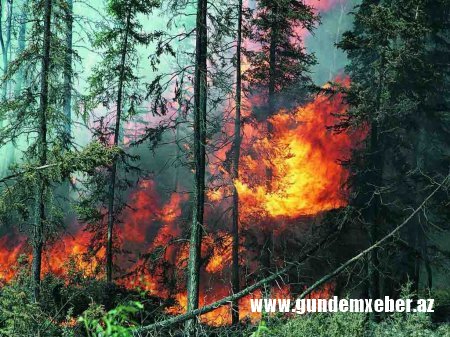 Ermənilərin yandırdıqları meşələrin bərpası 100-150 il zaman tələb edəcək - ekspert