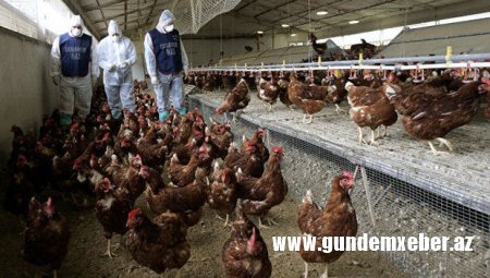 Cənubi Koreyada 28 milyona yaxın quş məhv edildi