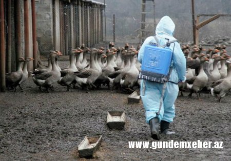 Qonşu ölkədə insanların quş qripinə yoluxması faktı aşkarlandı