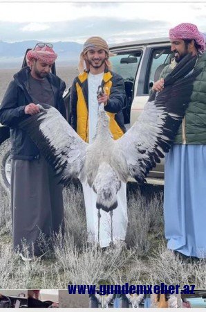 Ərəblər Azərbaycanda nadir quş növlərini ovlayıb, kabab çəkdilər - FOTOLAR