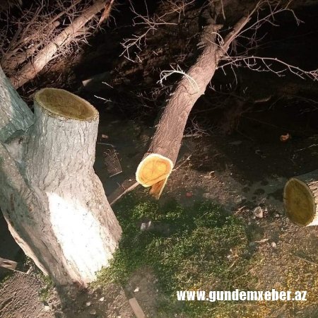 Xırdalanda ağaclar kütləvi şəkildə məhv edilir - FOTO/VİDEO
