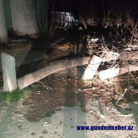 Xırdalanda ağaclar kütləvi şəkildə məhv edilir - FOTO/VİDEO