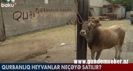 Qurbanlıq heyvanlar neçəyə satılır? - Video