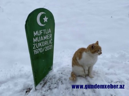Vəfalı pişik iki aydan çoxdur sahibinin məzarı üzərində oturub