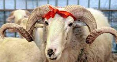 Qurbanlıqların qiyməti kəskin artdı: Nazirliyin təşkil etdiyi 90-95 manatlıq quzular artıq olmayacaq