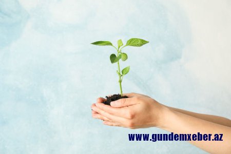 12 May - Beynəlxalq Bitki Sağlamlığı Günüdür