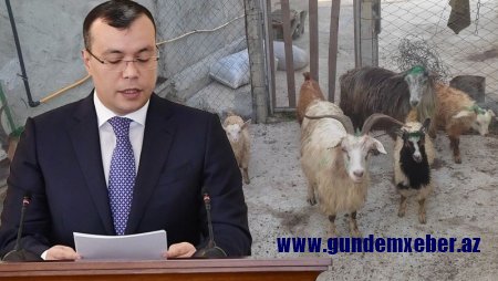 Nazirin əmri ilə verilən keçilər öldü -  Məşğulluq Mərkəzi heyvanları tələb edir