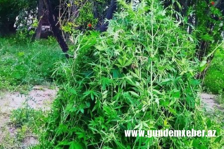 Bərdədə iki ton çətənə kolları məhv edilib