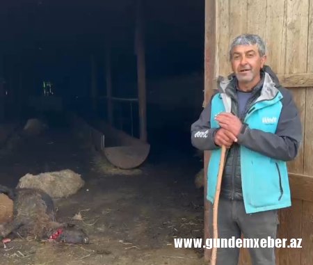 Ağstafada canavarlar fermerin 50 qoyununu parçalayıb - DƏHŞƏT