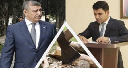 İcra başçısı Şirvanda baş verən “yaşıl ağacların qətliamdan“ xəbərsizdir? - Video