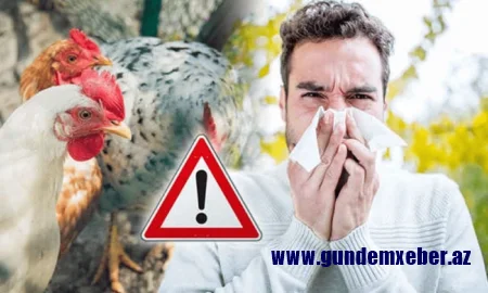 Quş qripi virusu insana keçə bilər - Mütəxəssisdən qorxulu xəbərdarlıq