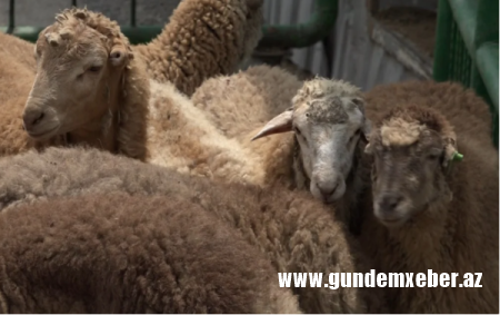 Qurban bayramı ilə bağlı hazırlıq işləri yekunlaşıb